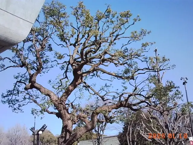 上野公園の木
